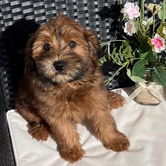Cavapoo and Whoodle Puppies from Perfect Pawzabilities