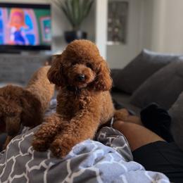 Poodle puppies from Poised Poodles