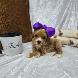 Lorelai - 1 lbs 7 oz - Red  female Goldendoodle puppy in Floyd, Virginia from Hearts and Paws Poodles and Doodles