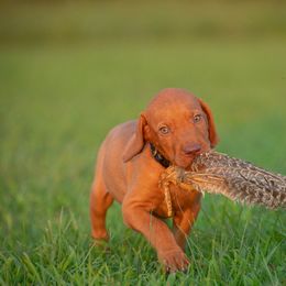 German Shorthaired Pointer and Vizsla Puppies from Nosam Kennels