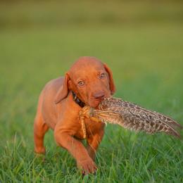 German Shorthaired Pointer and Vizsla Puppies from Nosam Kennels