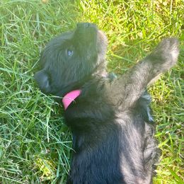 Tilda - Black and silver Miniature Schnauzer puppy in Prescott, Washington from Winona Schnauzers