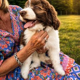 Louis V - Brown and white male Aussiedoodle puppy in Greensboro, North Carolina from Glendale Doodles