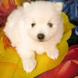 June-Micro-2400 - White female Pomsky puppy in Spring Hill, Florida from www.PuppyTimeEmporium.com