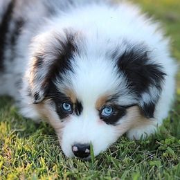Beretta - Blue merle female Australian Shepherd puppy in Olivehurst, California from Double M Aussies
