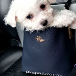 Bichon Frise Puppies from Champion Bichon