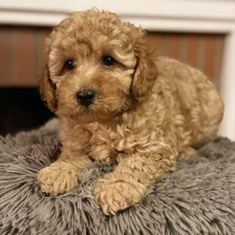 Boy 1 - Apricot male Poodle puppy in Greenville, North Carolina from Royal Paws, LLC
