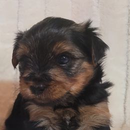 Companion Crosses, Miniature Schnauzers, and Yorkshire Terriers from Puppy Sugars Kennels