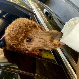 Poodle All Grown Up from Major League Poodles