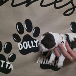 Dolly - Liver white and roan female English Springer Spaniel puppy in Ocoee, Tennessee from Ocoee Mountain Springers