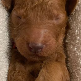 Girl 2 - Red  female Poodle puppy in Clatskanie, Oregon from Columbia River Sunset Poodles