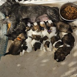 Shih Tzu Puppies from ROSE LANE SHIH TZUS
