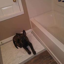 German Shepherd Puppies from Rammstein Kennels