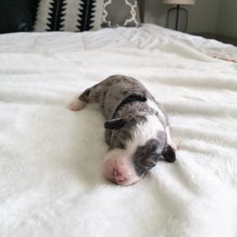 Bernedoodle Puppies from Minnie's UpNorth Doodles