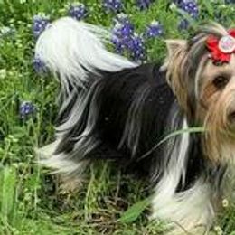 Biewer Terriers from Heavenly Heirlooms