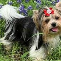 Biewer Terriers from Heavenly Heirlooms
