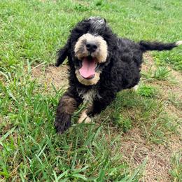 Tenderheart with training - Tri-color male Bernedoodle puppy in Boonville, North Carolina from Doods & Dolls