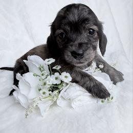 Zsazsa - Brindle female Dachshund puppy in Richmond, Virginia from Irresistible Dachshunds & Cavaliers