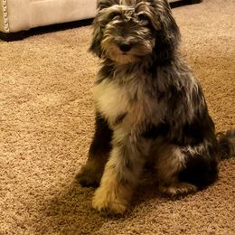 Poodle Puppies from Timber Hills Poodles and Doodles