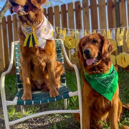 Golden Retrievers from Honey Bee Goldens