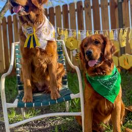Golden Retrievers from Honey Bee Goldens
