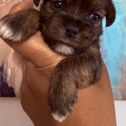 Bernie - Gold and white male Shorkie puppy in Florida from Shorkie Land