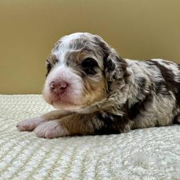 Cherry Cordal (Cherry) - Chocolate merle female Bernedoodle puppy in Hendersonville, North Carolina from Kim's Cove