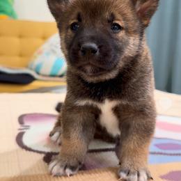 Boy 5 - Sesame male Shiba Inu puppy in Wildomar, California from Almond & Sesame