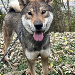 Poodle and Shikoku All Grown Up from Kiseki No Yama