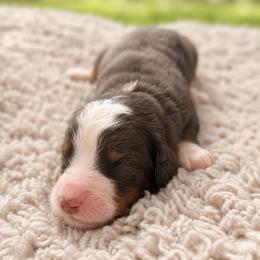 Susan - Tri-color female Bernedoodle puppy in Travelers Rest, South Carolina from Bernedoodle.do