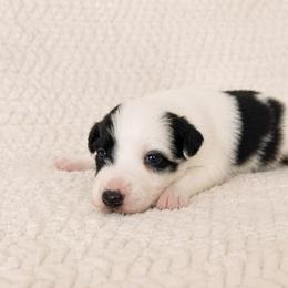 Molly - Female - Black and white female Border Collie puppy in Avery, Texas from Willa Creek Border Collies