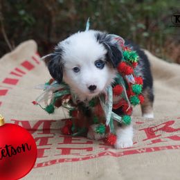 Stetson - BMM- split face - Blue merle male Miniature American Shepherd puppy in Nacogdoches, Texas from TK Standard, Mini, & Toy Aussies
