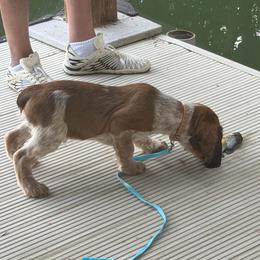 Bash (Nico - black collar) - Tri-Roan male English Springer Spaniel puppy in Statesville, North Carolina from Rockin’ Slow Farms