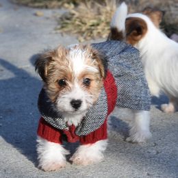 Pia Girl 1 - White and tan female Russell Terrier puppy in Middletown, Virginia from DBF Russell Terriers