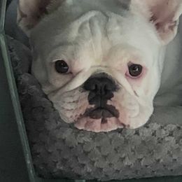 French Bulldogs from Kennel Concharty