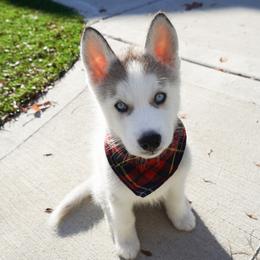 Bolt - Gray and white male Siberian Husky puppy in Elmwood Park, Illinois from HuskiesAndGoldensWithFinesse