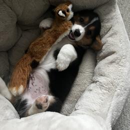 Pembroke Welsh Corgi Puppies from Trowbridge Corgis
