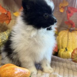 Boy 2 - Black parti male Pomeranian puppy in California from Savvypomeranians