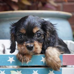 Donny - Black and tan male Cavalier King Charles Spaniel puppy in Lula, Georgia from Cavaliers by Crumley