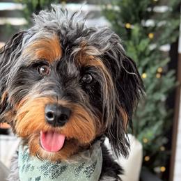 Aussiedoodles, Australian Mountain Doodles, Bernedoodles, and Poodles from Steindoodles