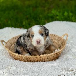 Tyson - Merle male Bernedoodle puppy in Bremen, Indiana from Farmland Doodles