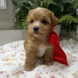 ASTON MARTIN - Apricot male Maltipoo puppy in Spring, Texas from GlamPaw Maltipoos