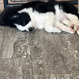 Border Collie Puppies from Roaring River Border Collies
