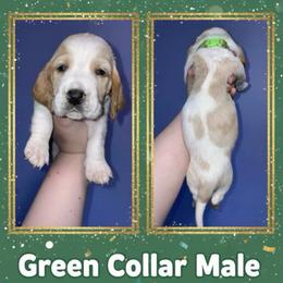Green Collar - Lemon and white male Basset Hound puppy in Callao, Virginia from Walk The Line Basset Hounds