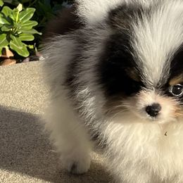 Pomeranians from Yolanda's Poms