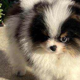 Pomeranians from Yolanda's Poms