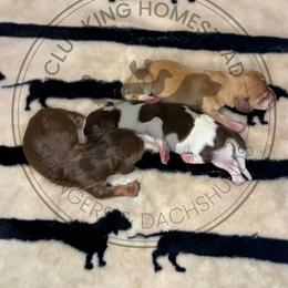 Squirrel - Chocolate and tan male Dachshund puppy in Fond Du Lac, Wisconsin from Clucking Homestead Springers & Dachshunds