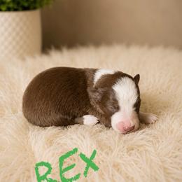 Rex - Red male Border Collie puppy in Sanger, California from Flying M Cactus Ranch Buddies