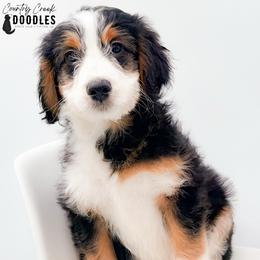 Elijah - male Australian Mountain Doodle puppy in Tipton, Indiana from Country Creek Doodles