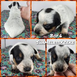 Boy 6 - Blue male Australian Cattle Dog puppy in Bradford, Arkansas from Cedar Rock Heelers and Kelpies